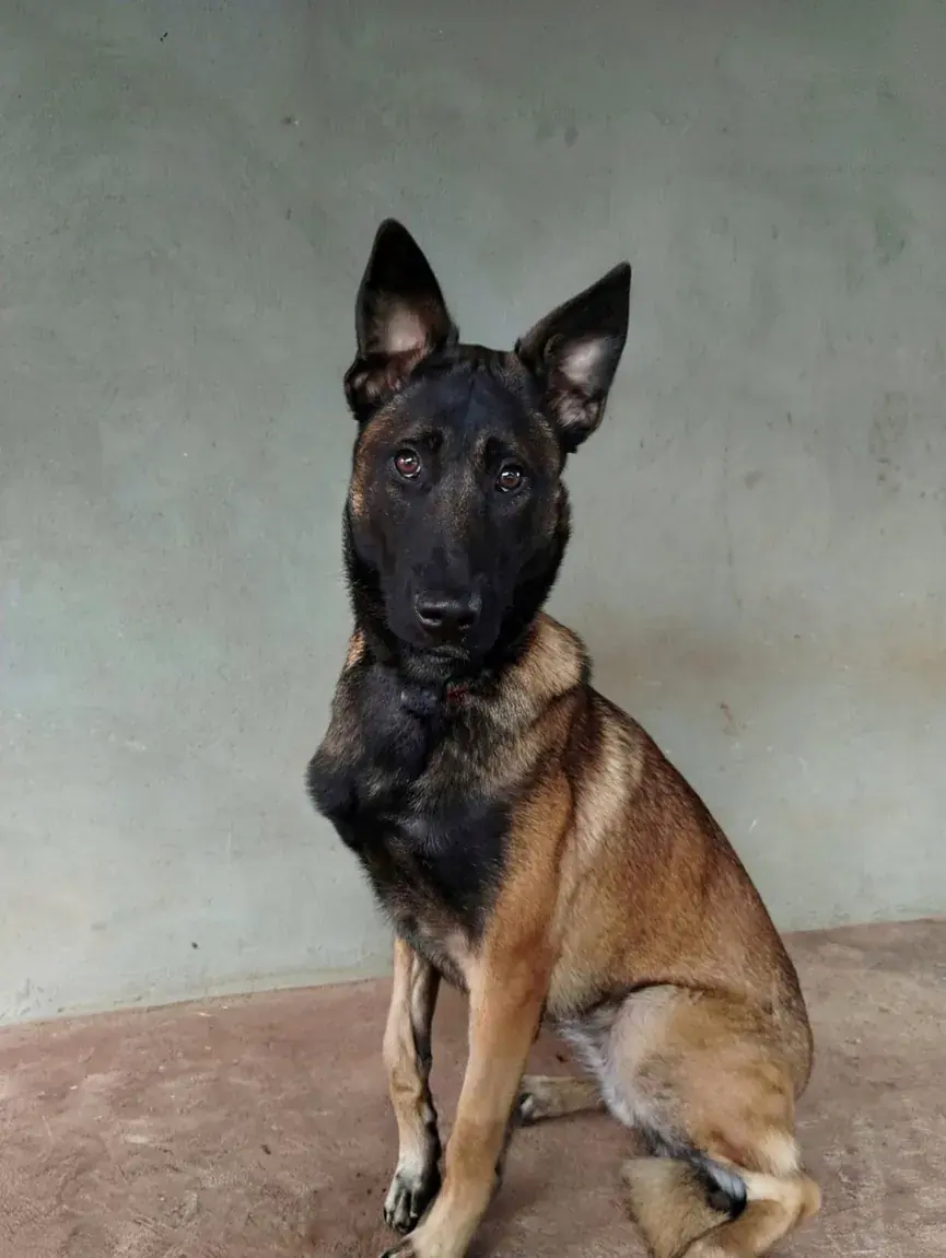 Cão pastor-belga malinois sentado